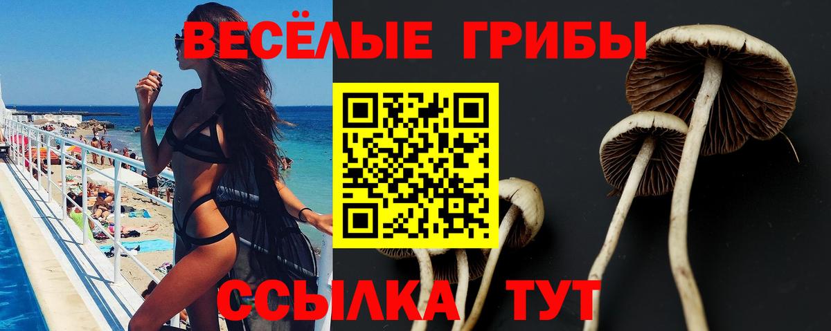 цены наркотик  Галлюциногенные грибы прущие грибы  Вход с VPN  Камышлов 